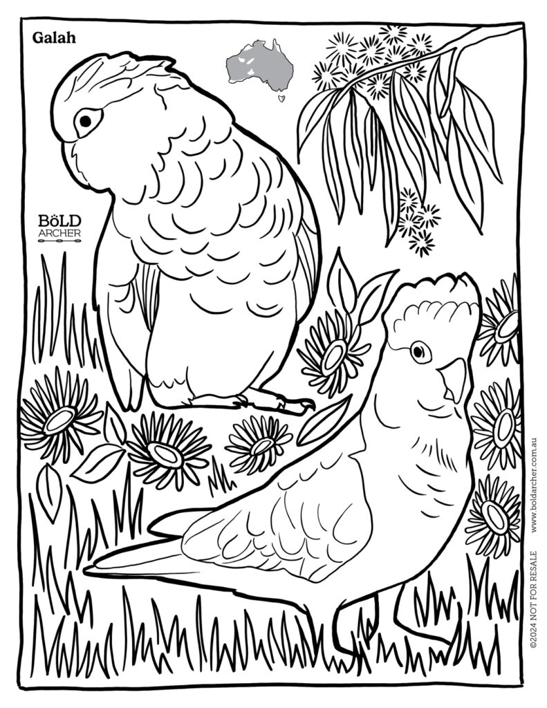 Galah colouring sheet download - Bold Archer