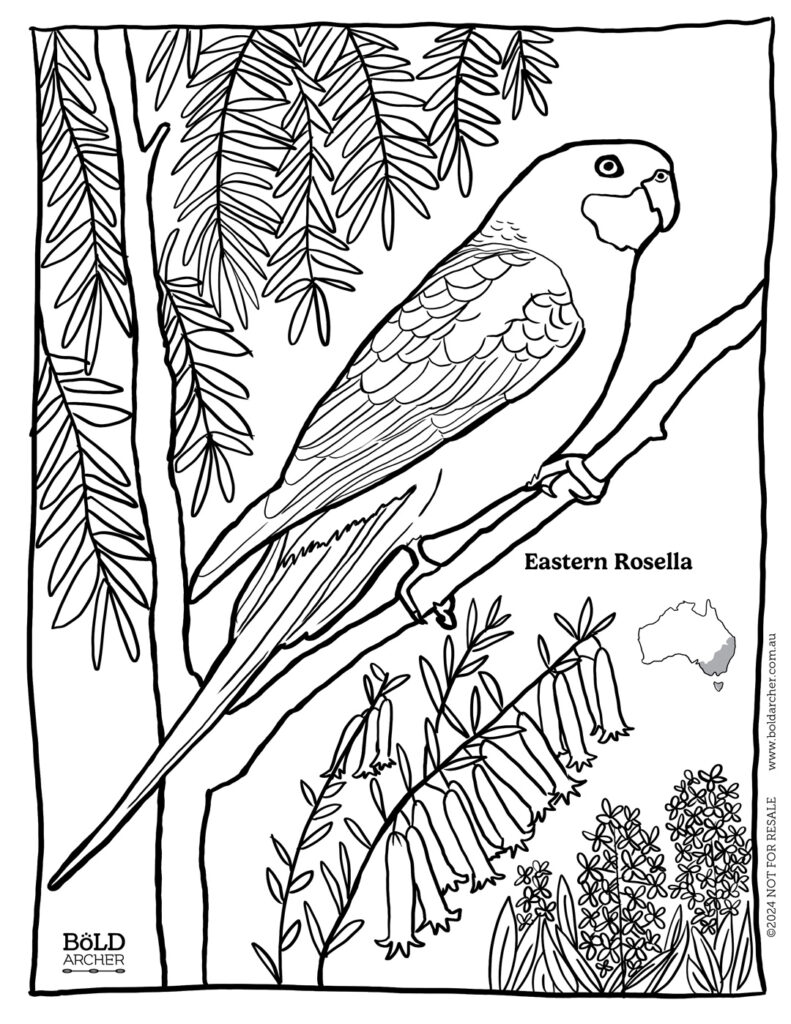 Eastern Rosella colouring sheet download - Bold Archer